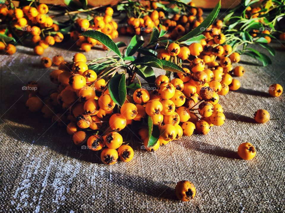 Berries . Yellow berries in the morning light 