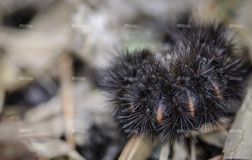 Close-up of a black caterpillar