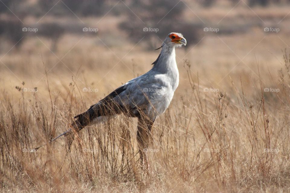 Secretary bird on the plains