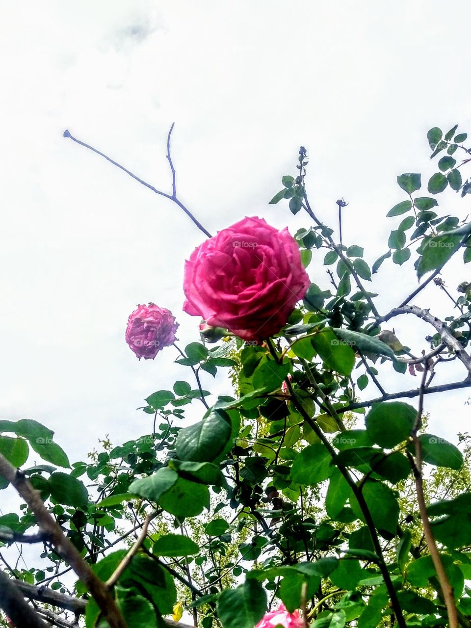 Beautiful Red Rose Garden.