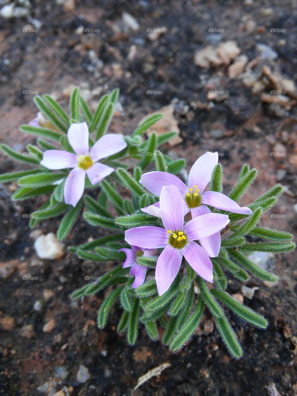 purple flowers