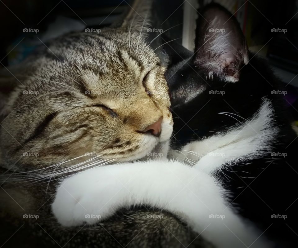 two cats friends cat hug love tabby black and white paw nose eyes shut sleep sweet whiskers