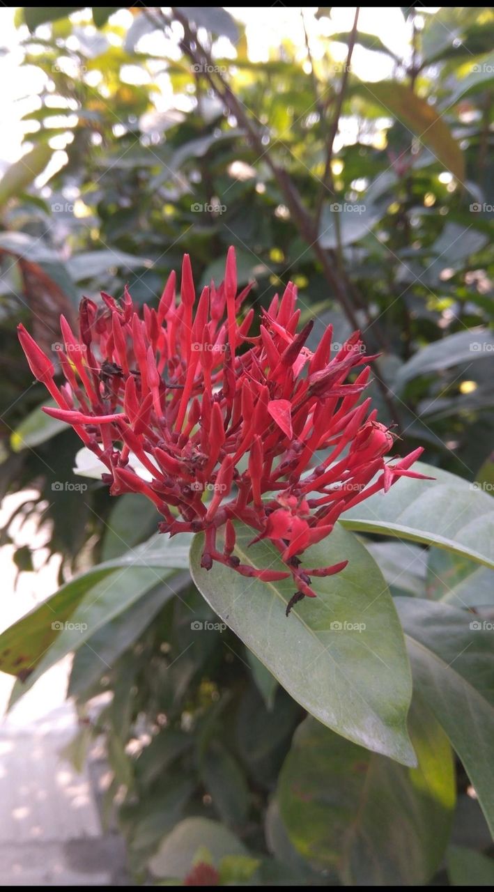 The view is tree-mendous!