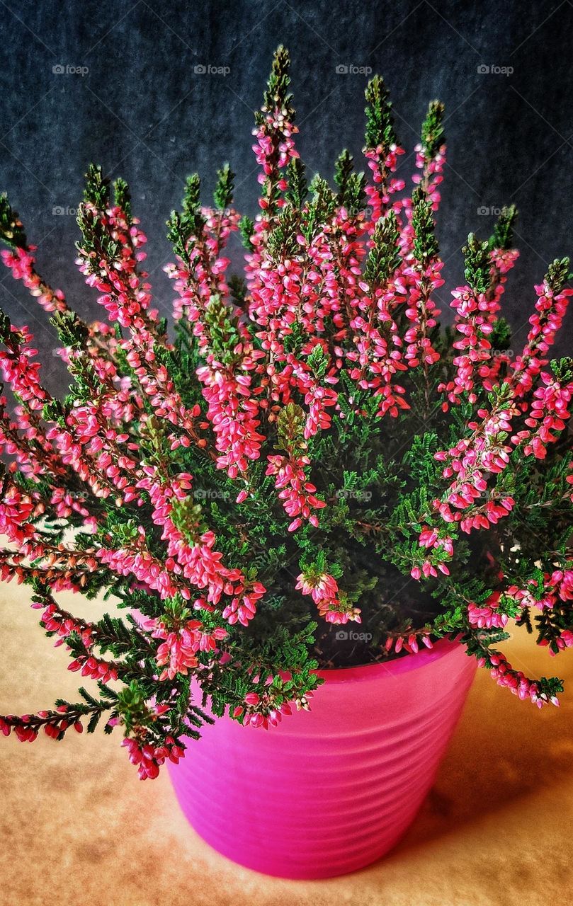 beautiful pink heather