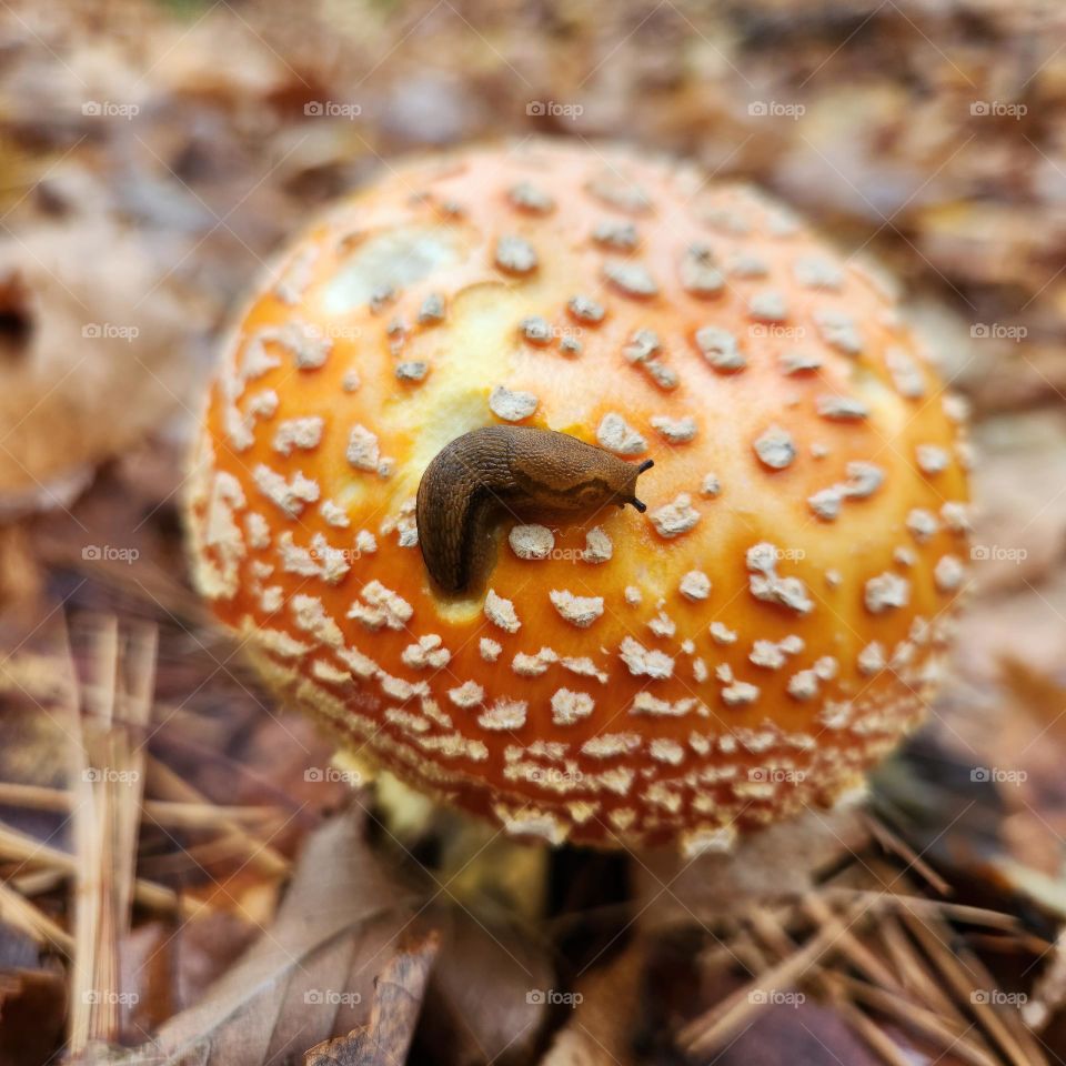 slug hanging out on mushroom