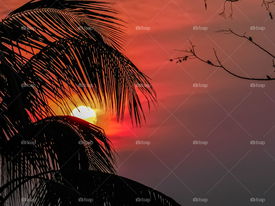 sun set through coconut leaf