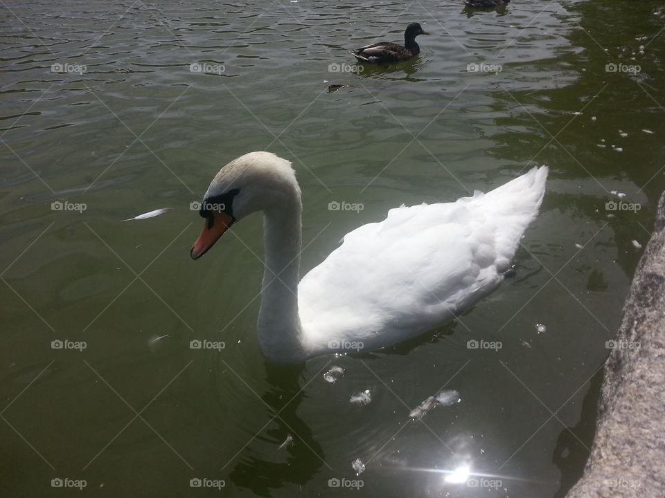 A swan wading in Bowring Park.