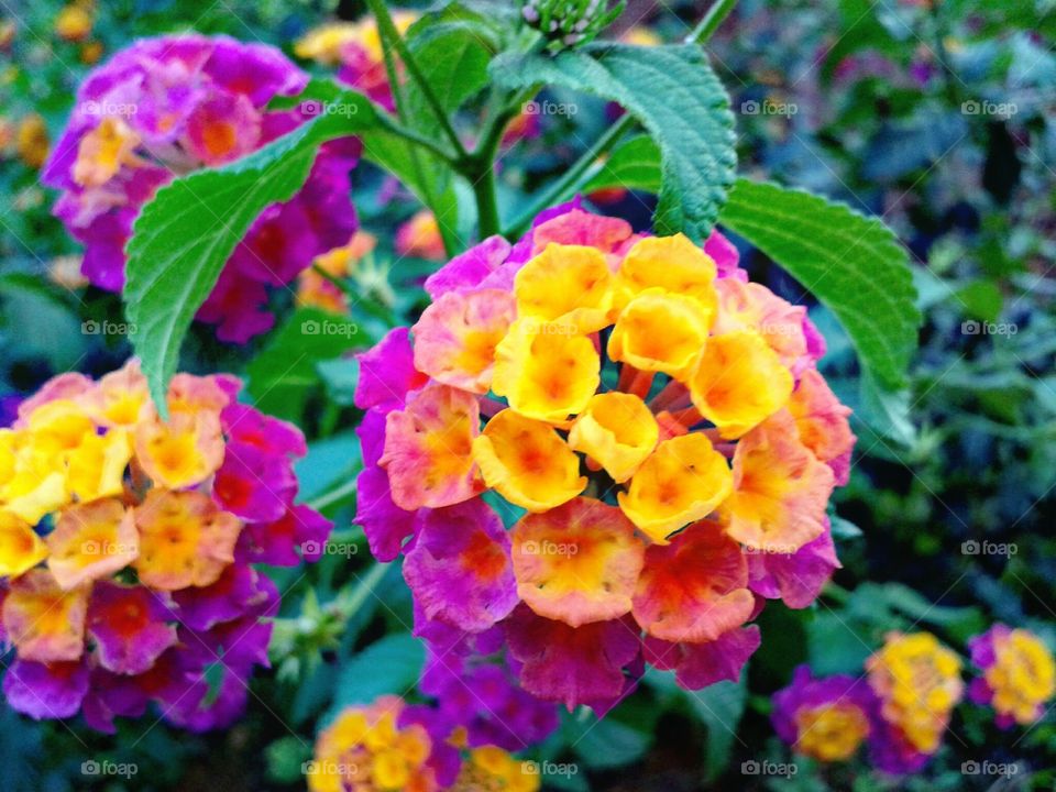 lantana flowers