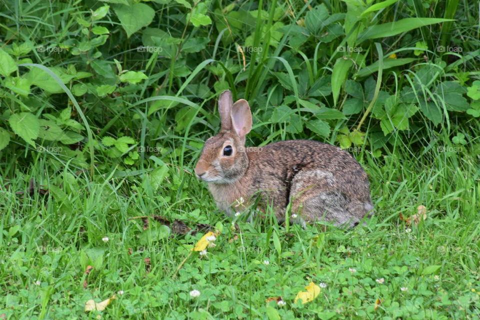 Rabbit