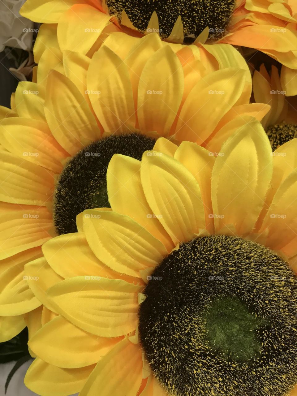 Sunflowers close up 