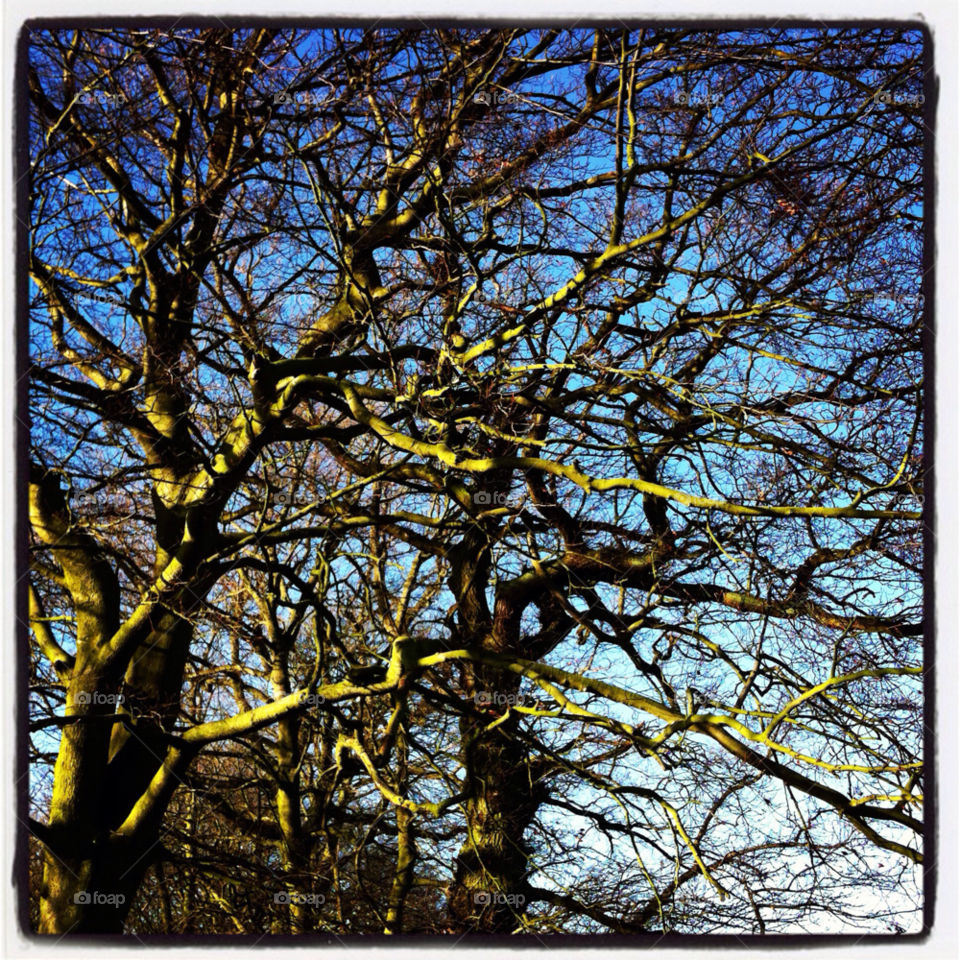 weelsby woods uk winter woodland blue skies by soosieg