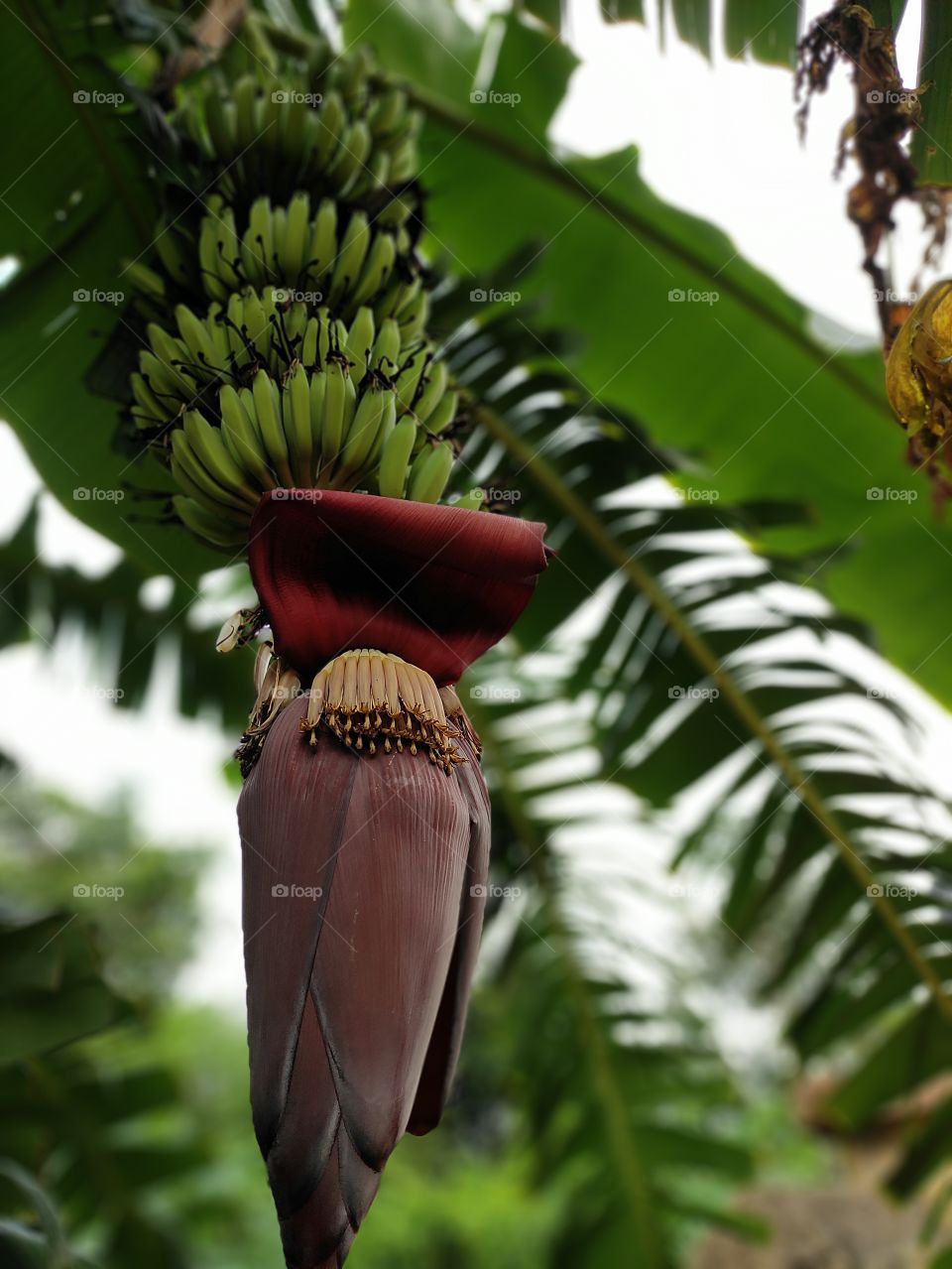 portrait of growing banana.