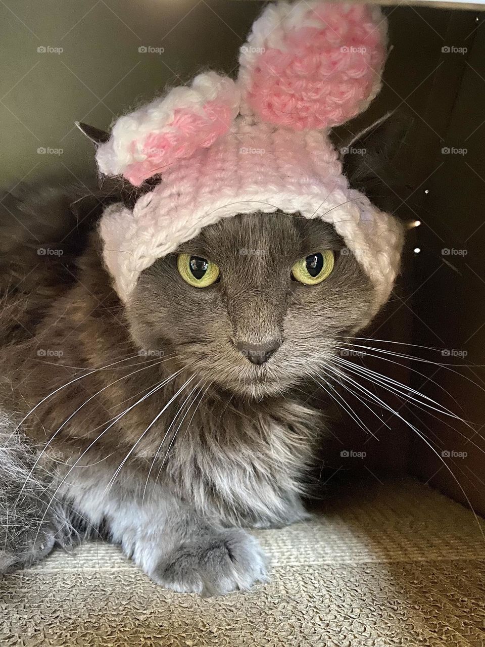 A grey cat wearing a crocheted hat with rabbit ears