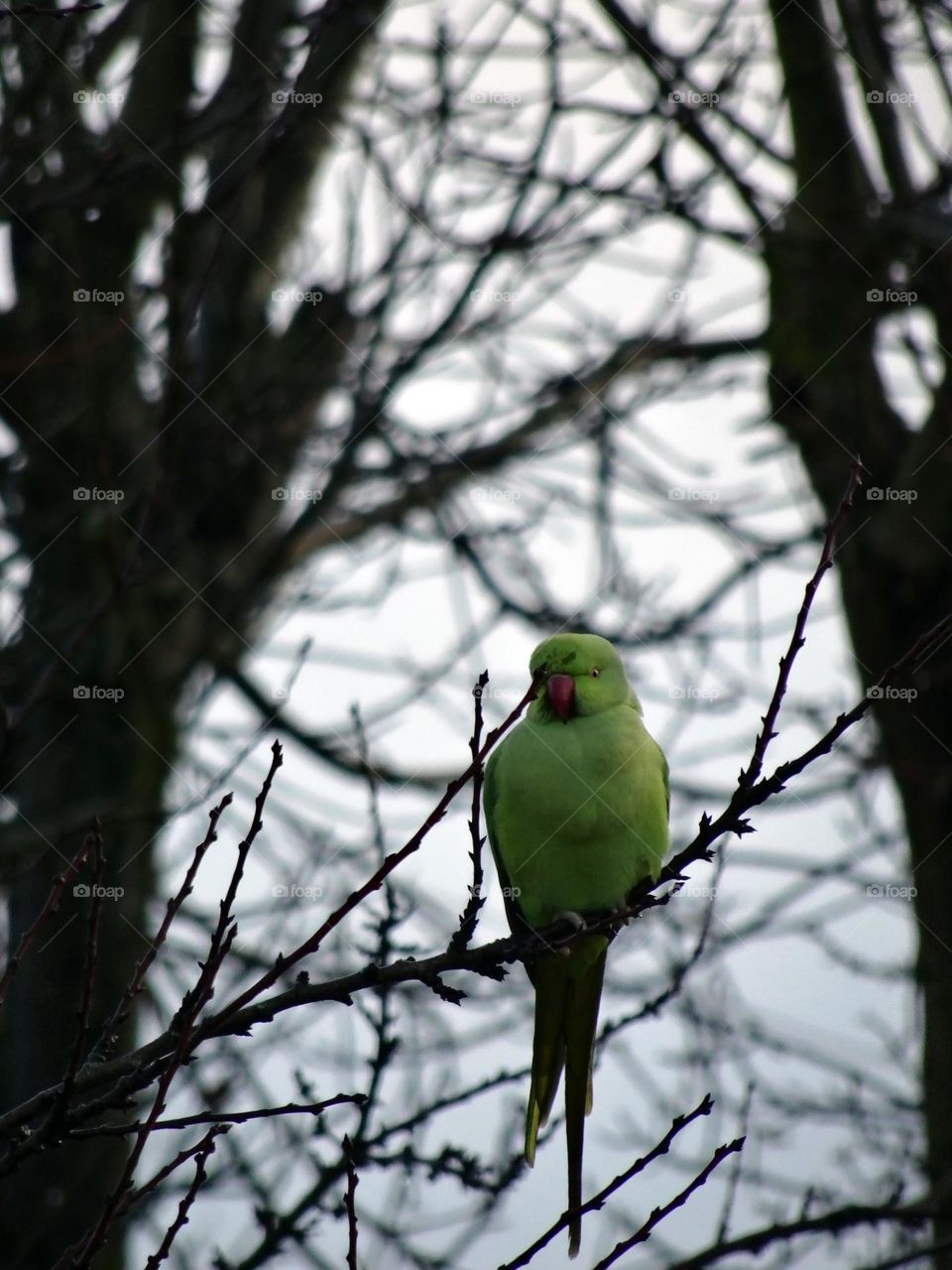 Wet fronted psittacula