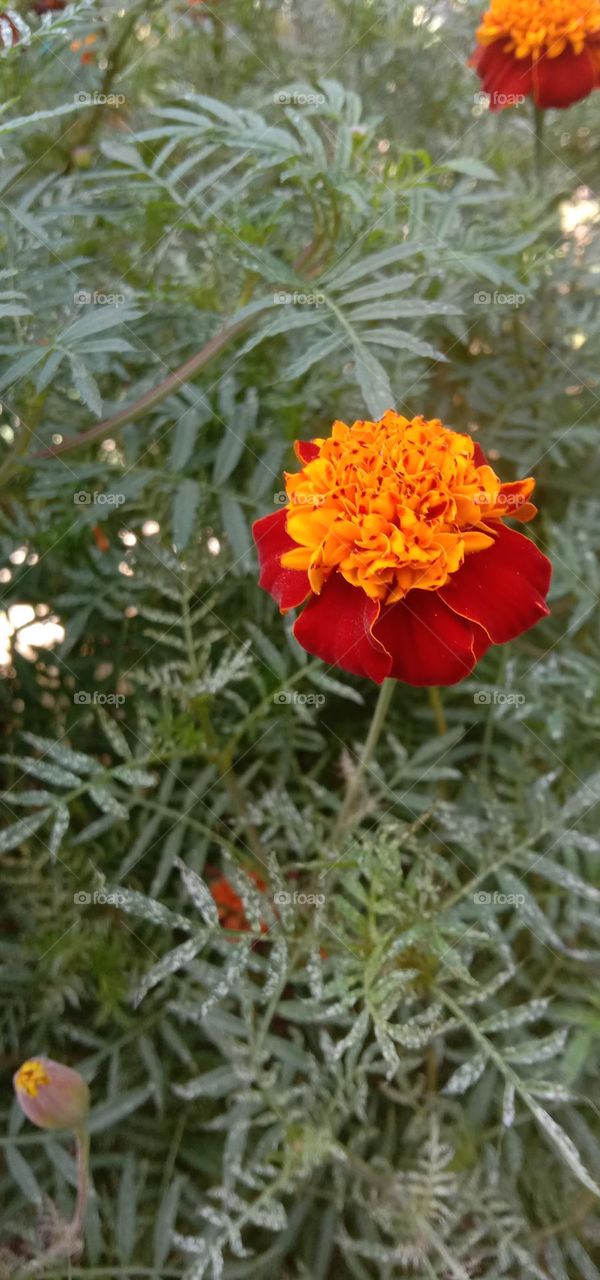 Single bloom ❤️🧡