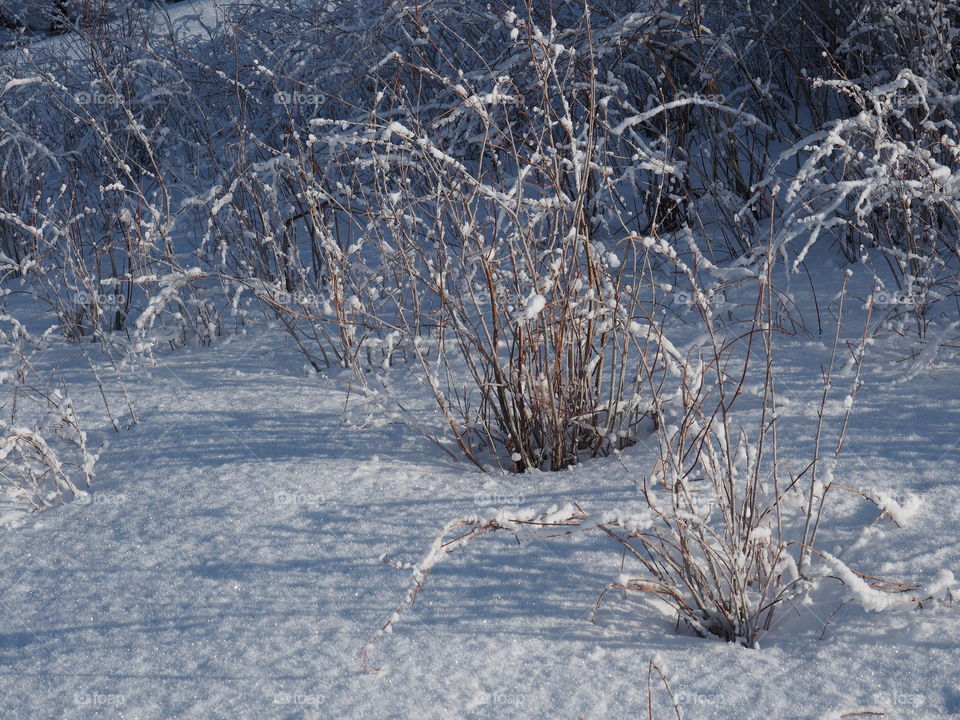 Wild grasses pop out of the snow covered ground in Central Oregon.