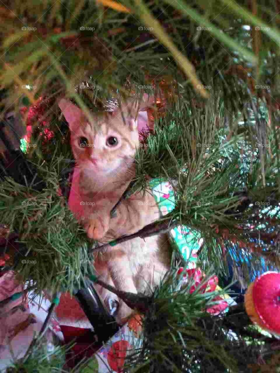 Orange kitty hiding in a Christmas tree
