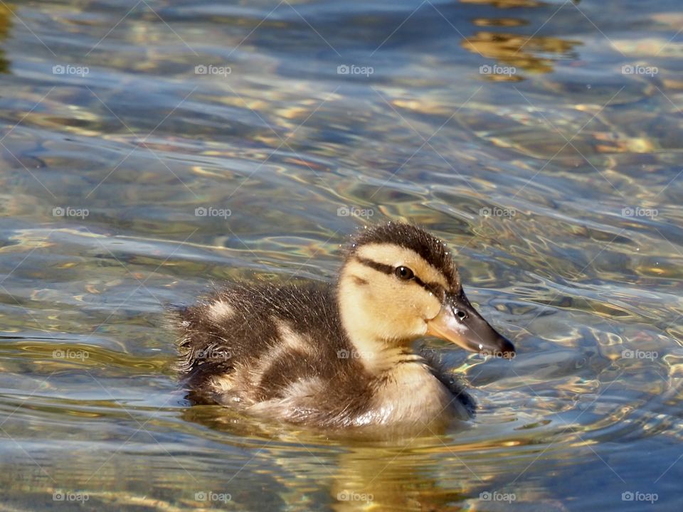 Little duck in the lake