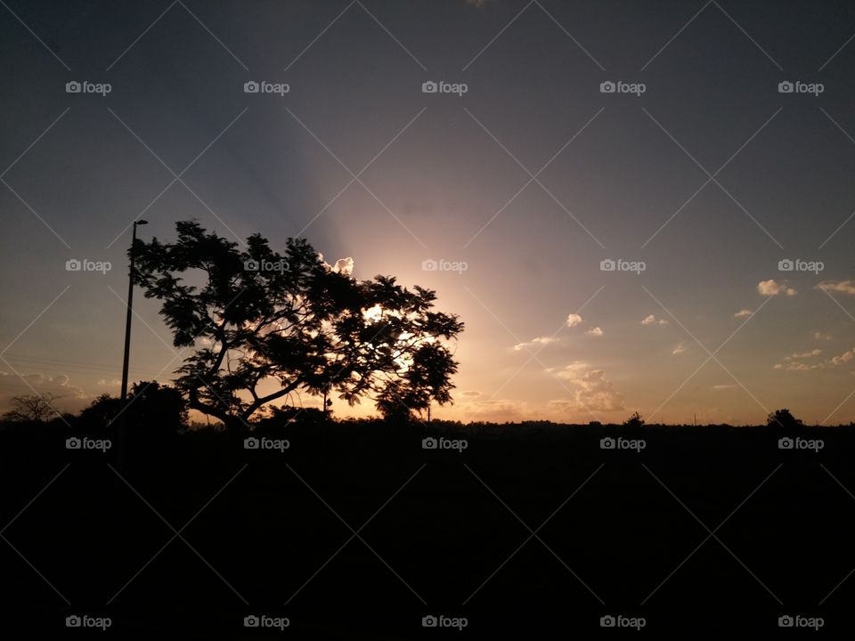 Sunset, Dawn, Landscape, Tree, Sun