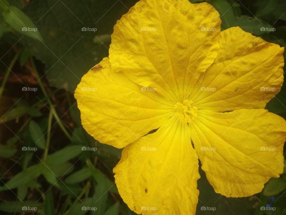 mast flower