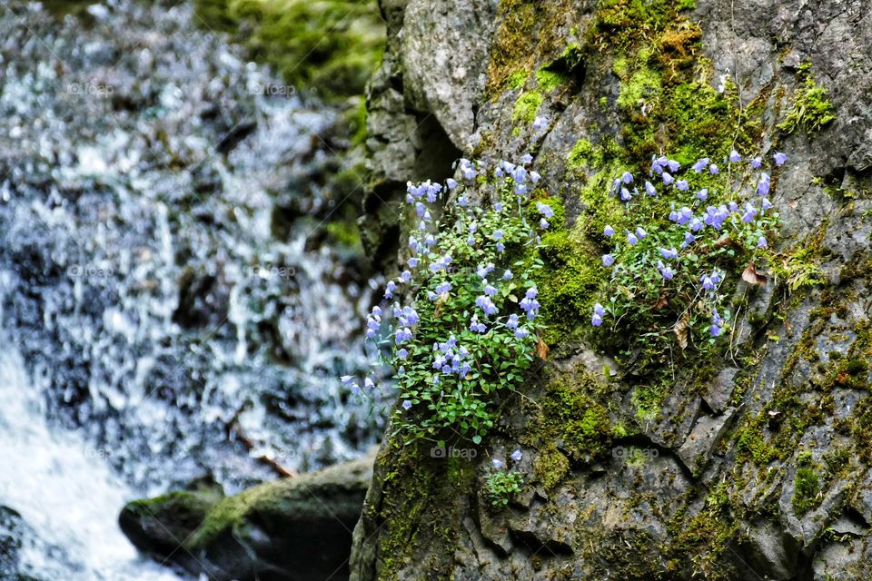 Flowers in the mountains