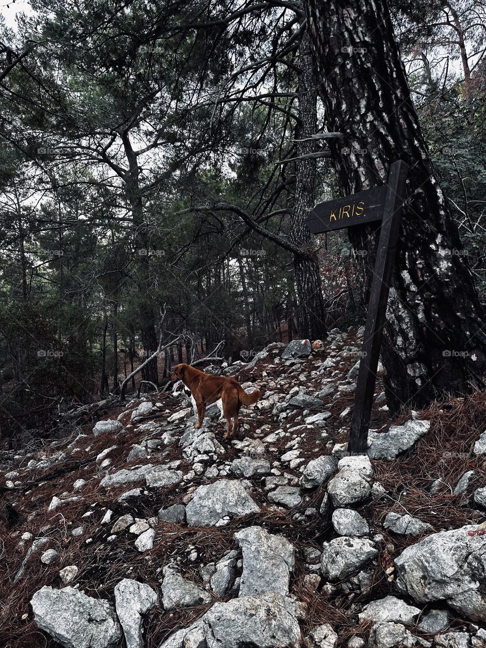 Собаки на тропе 🐕
