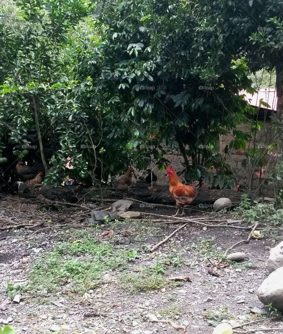 peruvian rooster