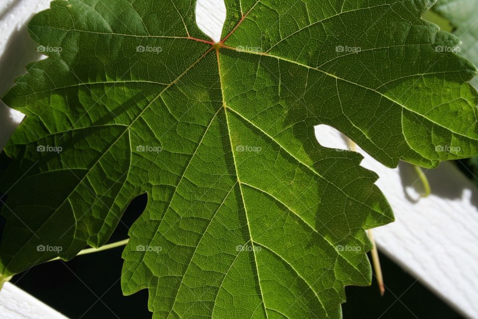 Backlit grape leaf 