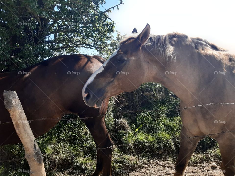 brown forse at the mountains