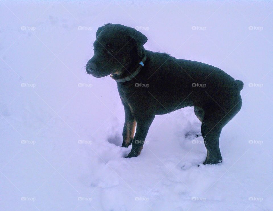 This has been a favourite of mine for years. It never snows here and the contrast of my puppy's (Rottweiler) black fur on white snow looked cool.