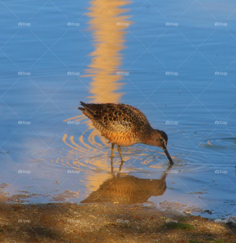 Wading Bird in Sunrise Light