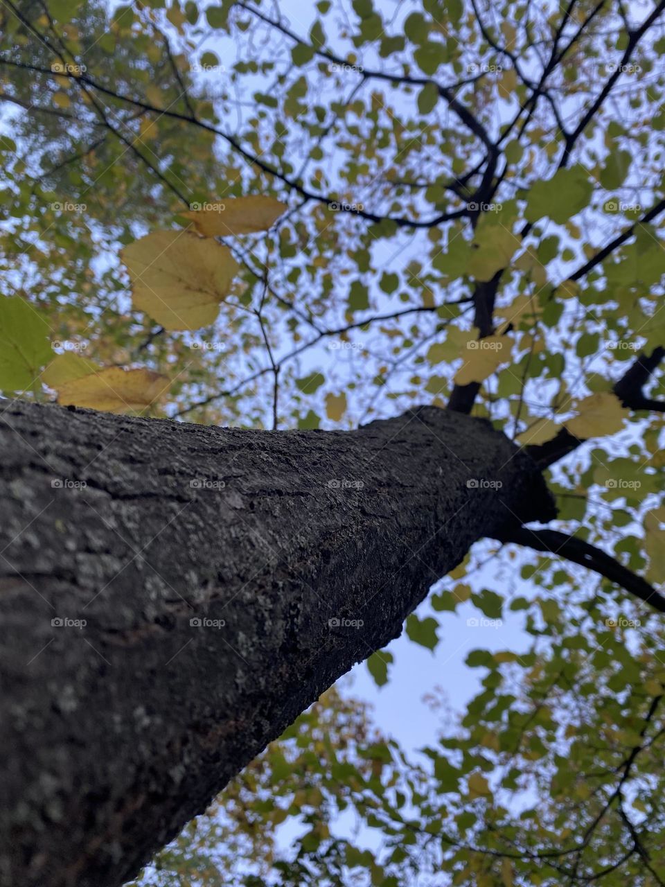 #tree#trunk#bark#leaves#