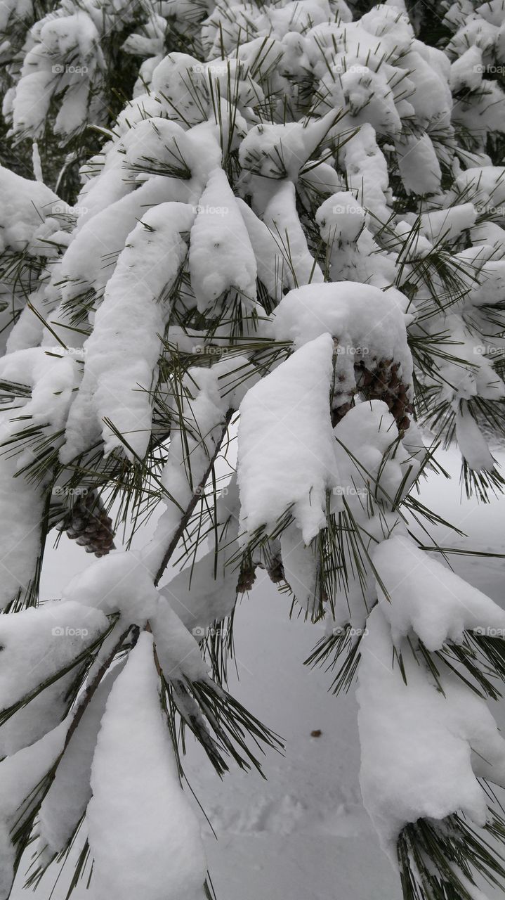 winter pine tree