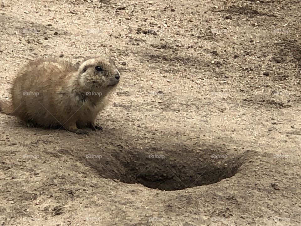 Prairie dog