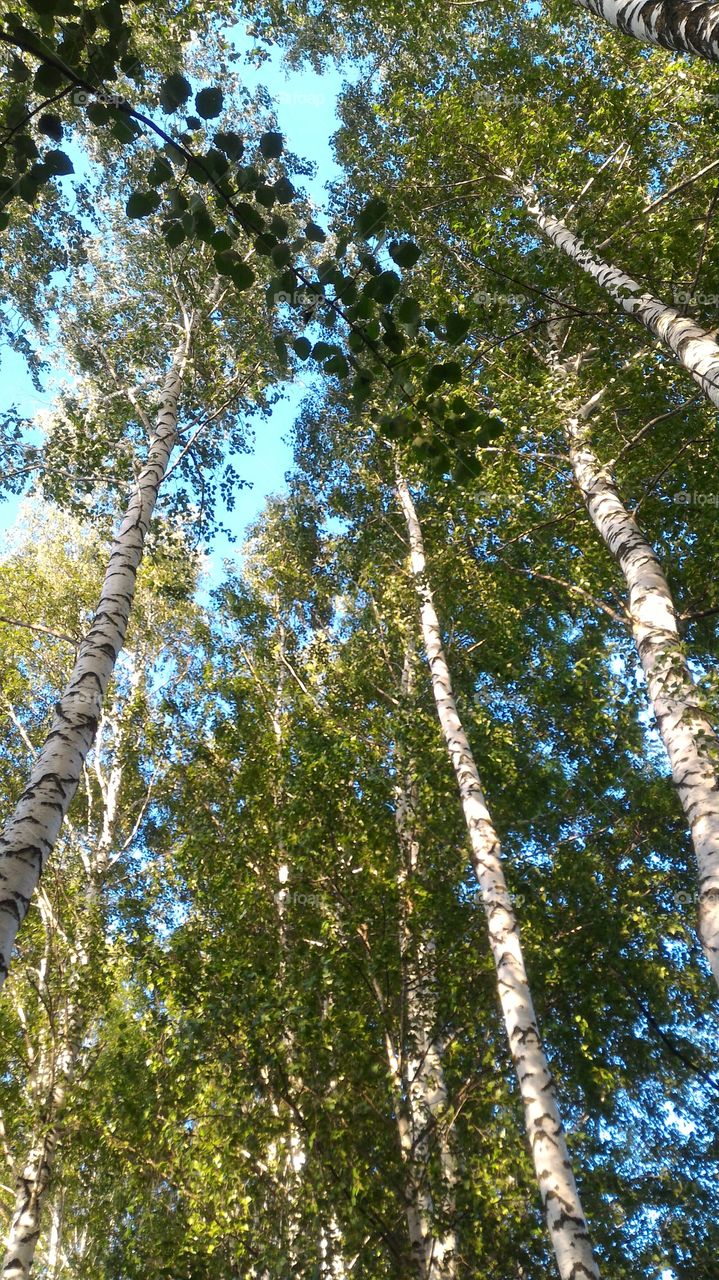 birch forest