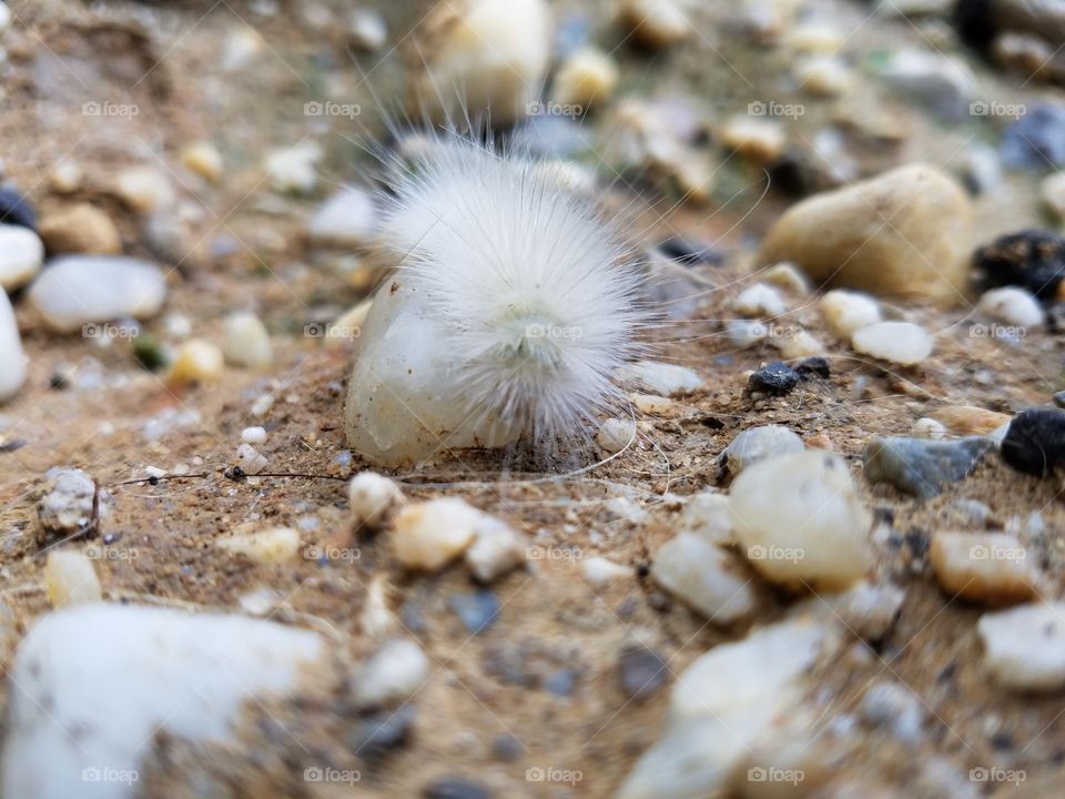 white caterpillar