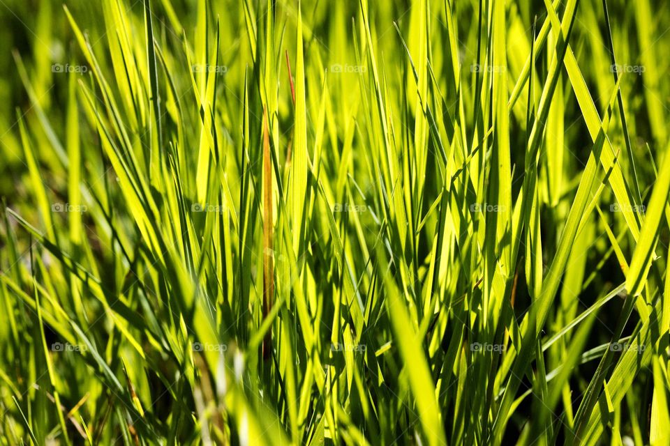 Grass leaves macro look summer mood positive vibes wonderful time hustling daydreaming naturalism green power