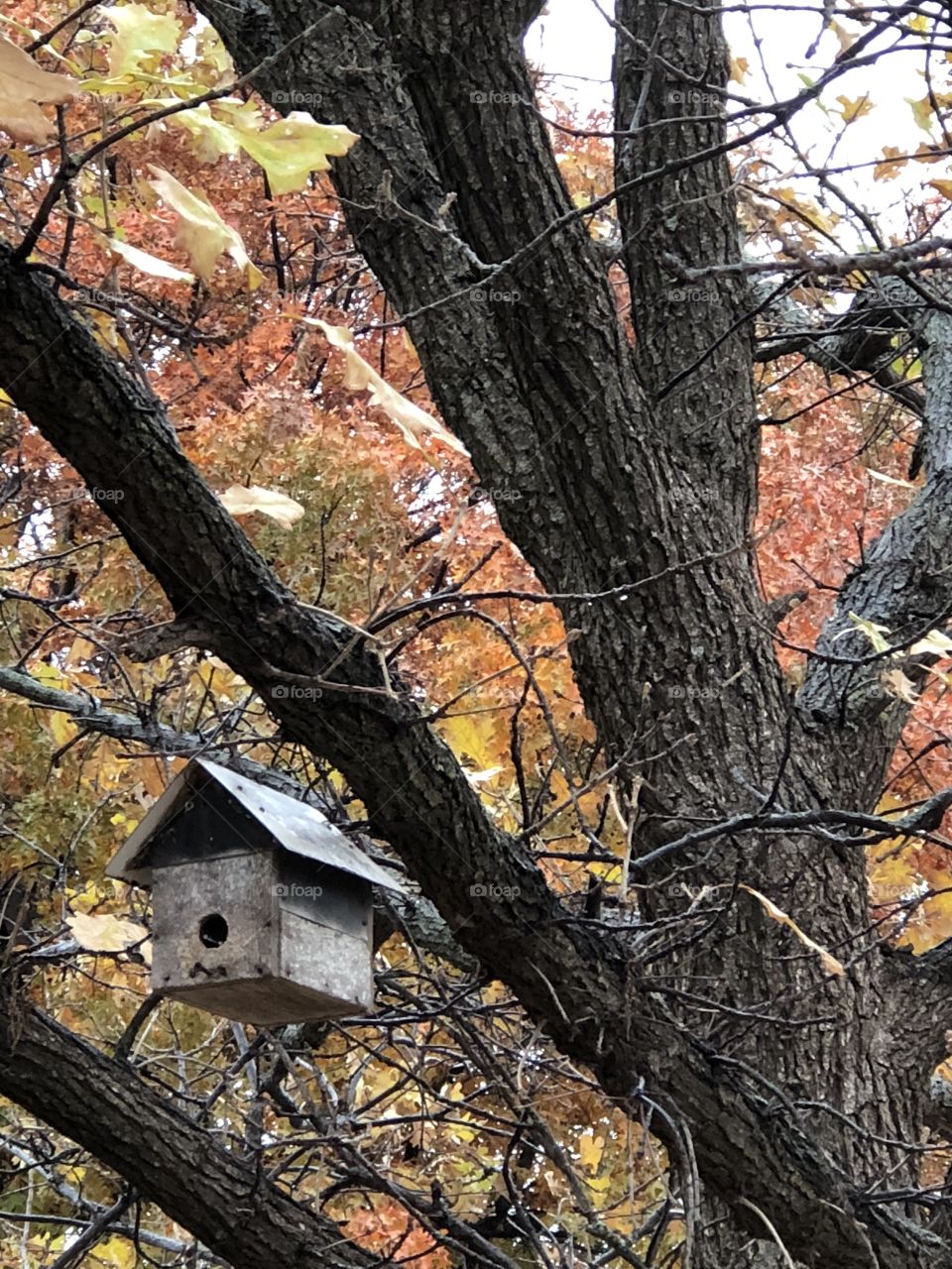 Pretty fall scene with bird house