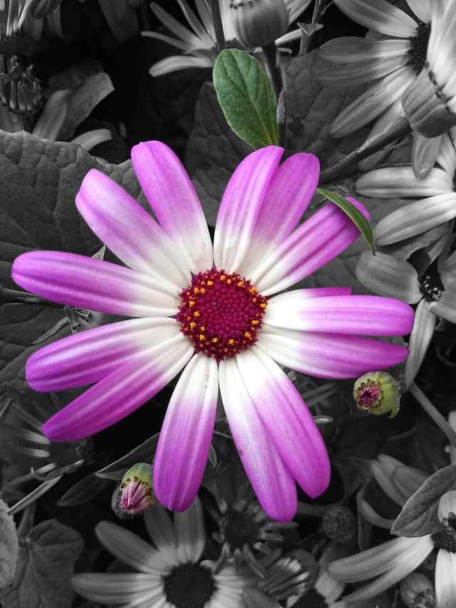 Purple flower