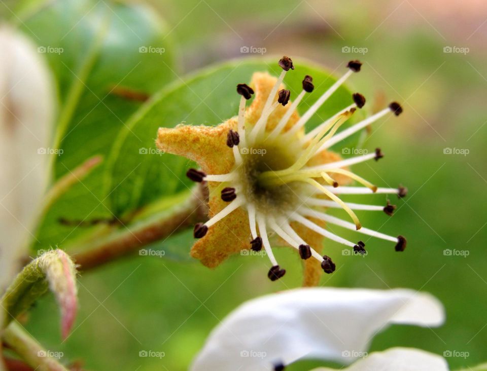 Close-up of flower