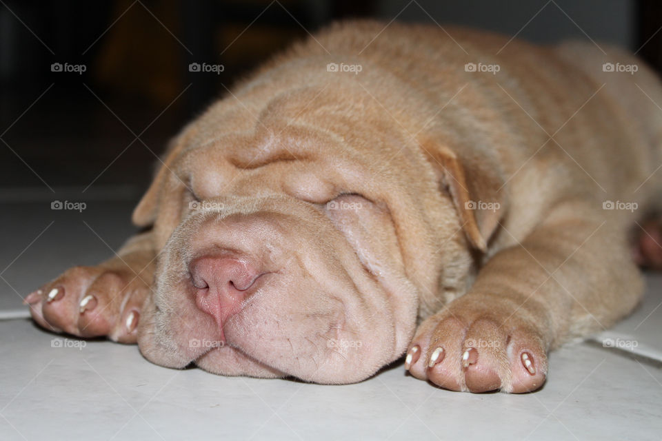 Shar-Pei Puppy Dog