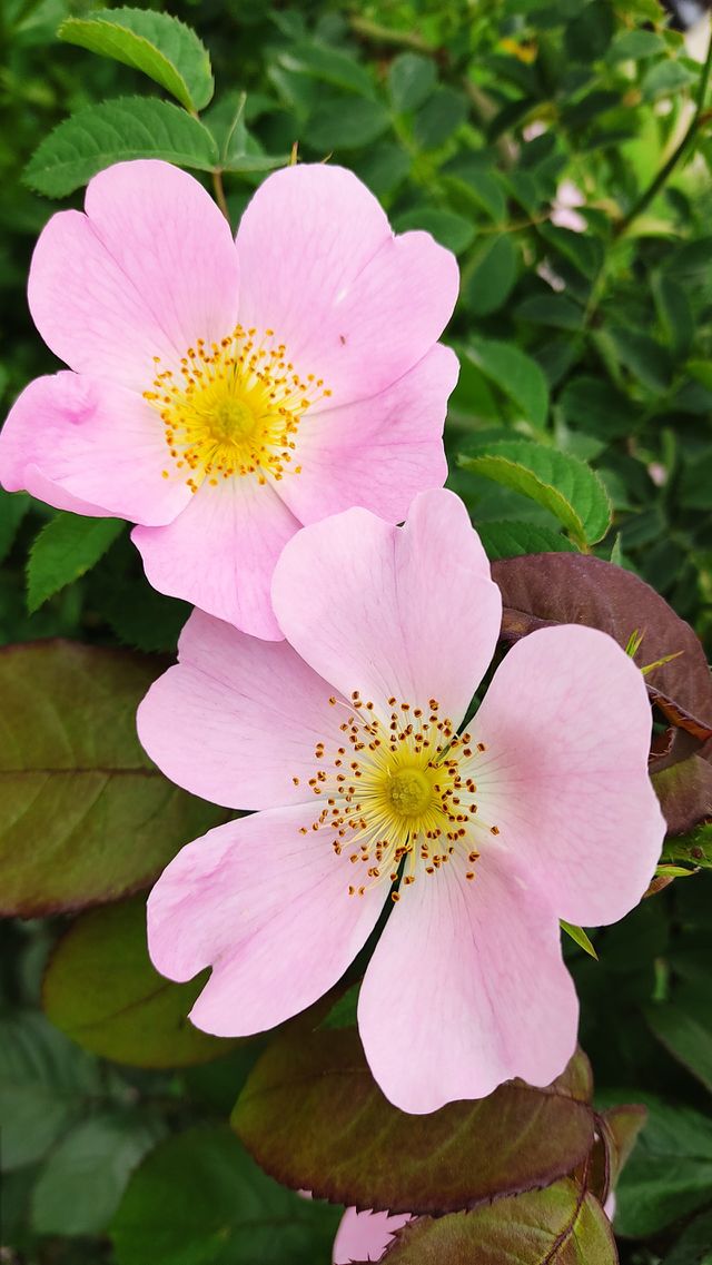 beautiful pink in the nature ❤️