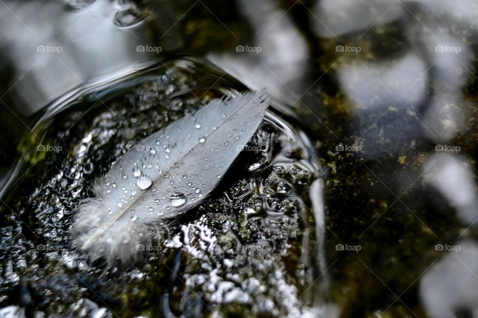 Feather with drops