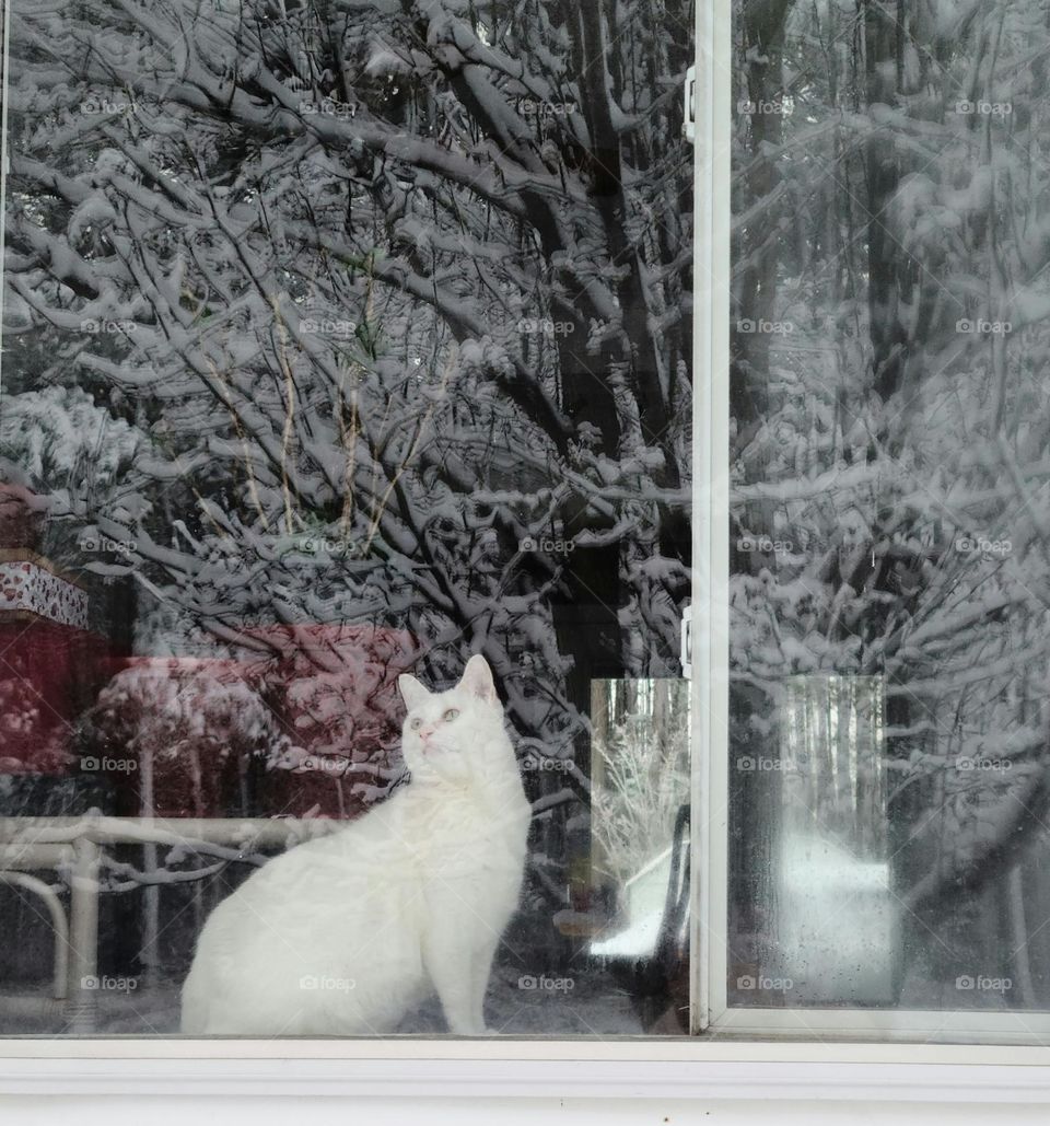 Window reflection and white cat * Reflejo en la ventana y gato blanco