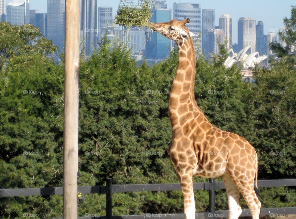 Giraffe at Taronga. Giraffe Snacking with Sydney in the Scene