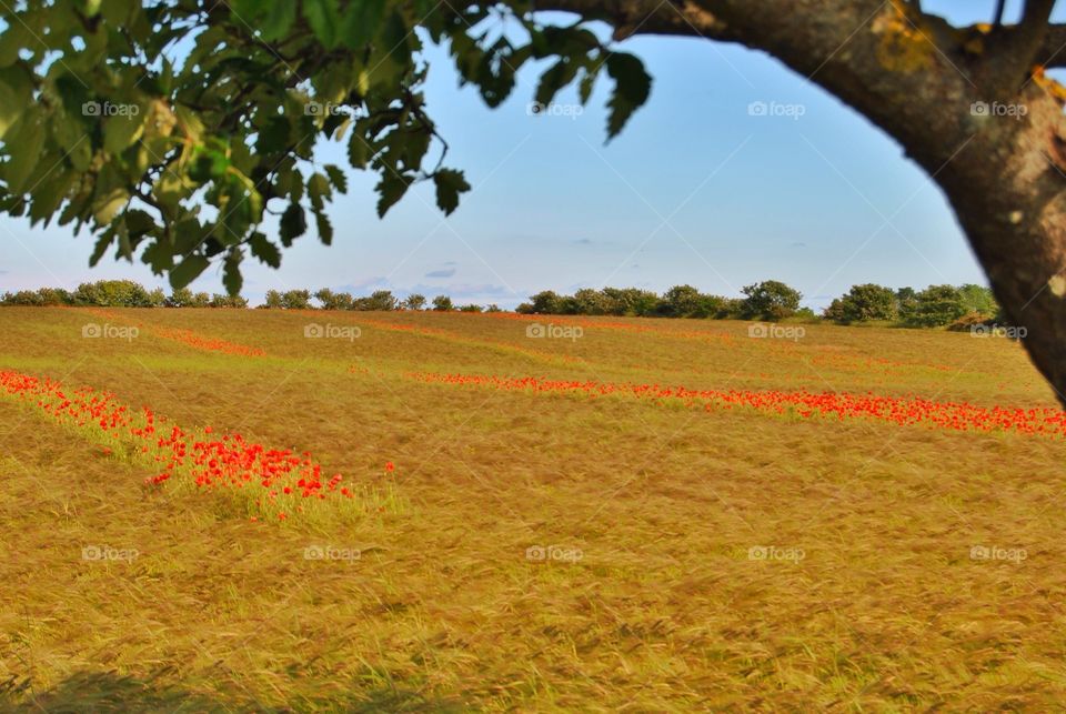 High angle view of poppies field