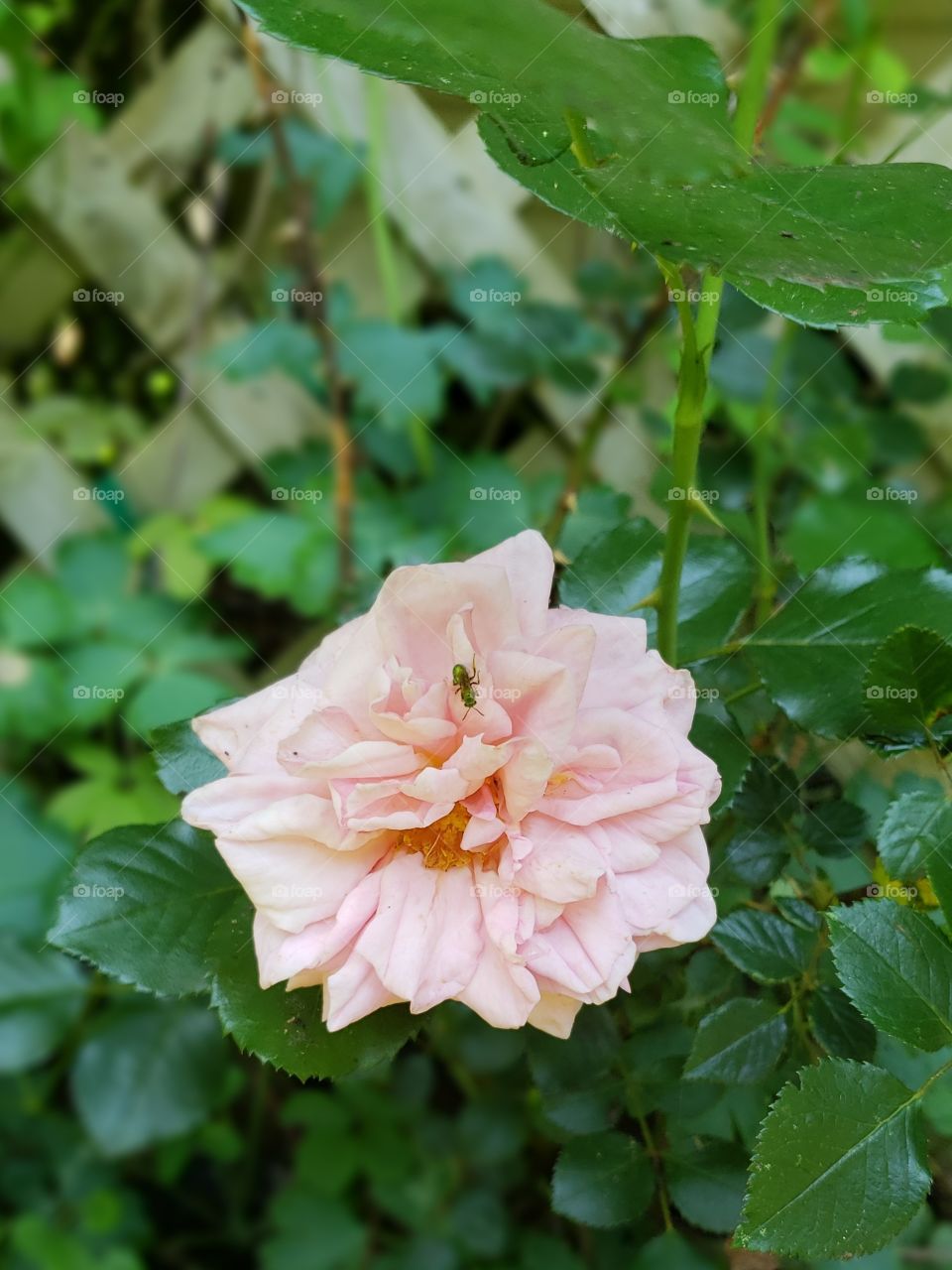 Insect pollinating a pale pink rose.