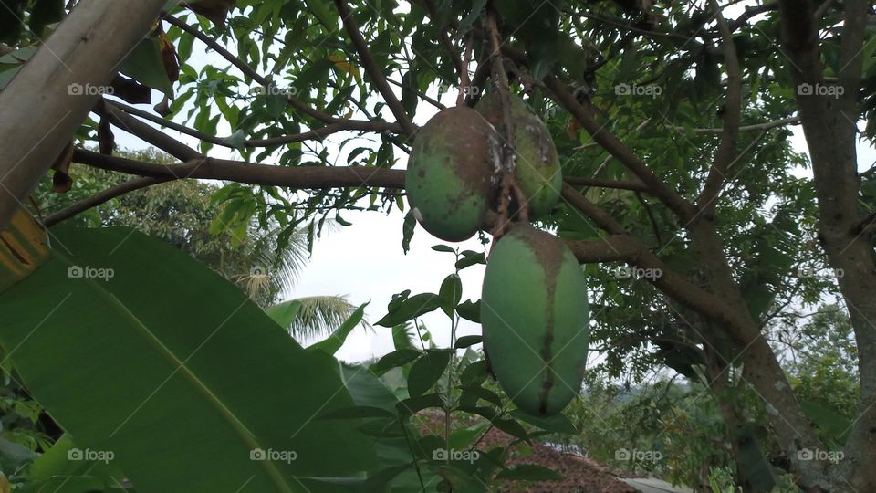 unripe mango