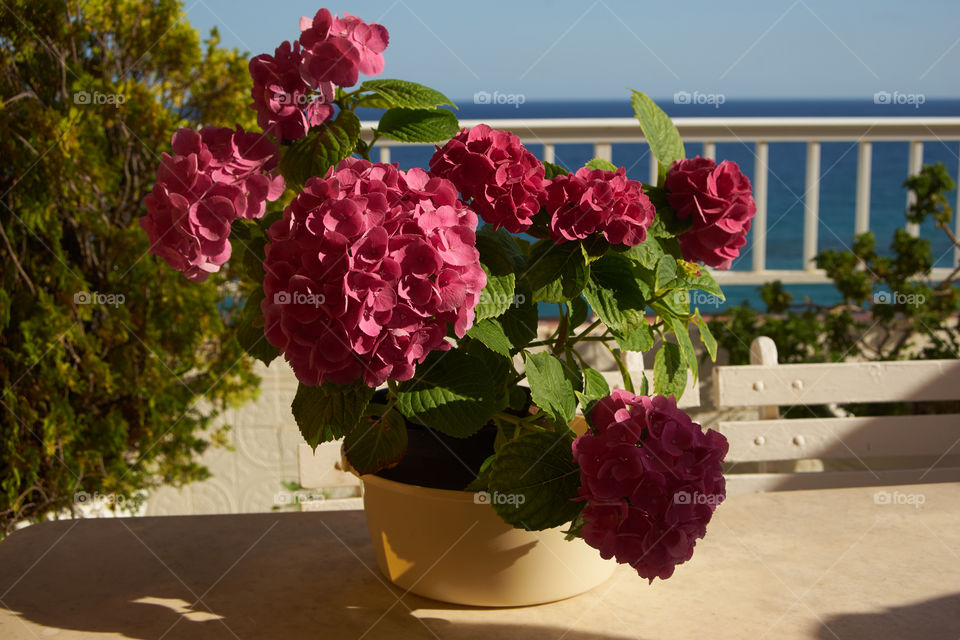 Hortensias 