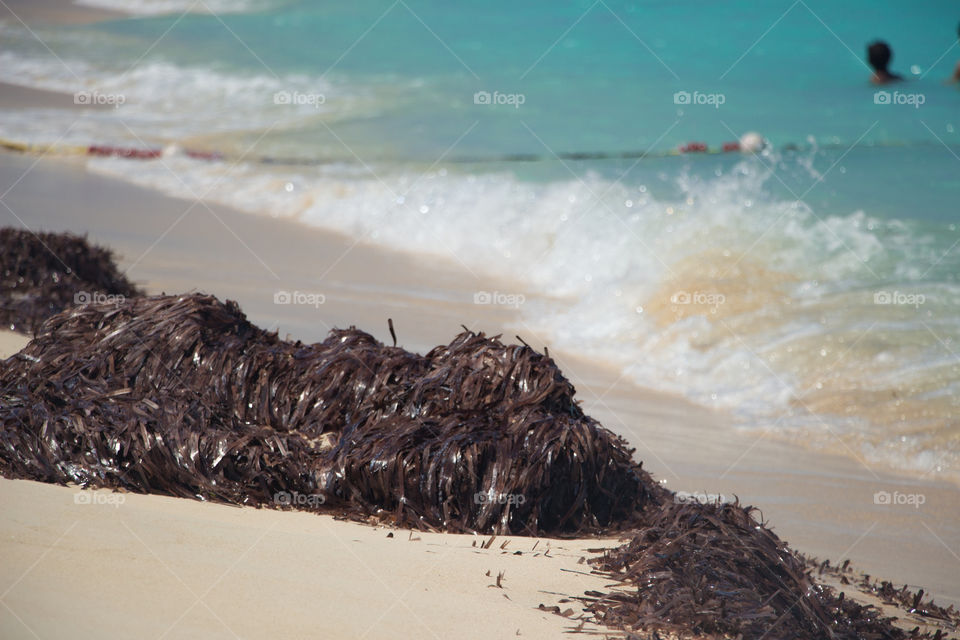 seaweed by the beach